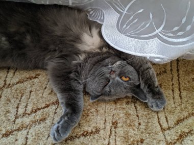 Kedi sırtüstü yatar. Kedi pençelerini kaldırdı. Gri İngiliz kedisi