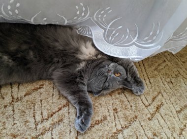 Kedi sırtüstü yatar. Kedi pençelerini kaldırdı. Gri İngiliz kedisi