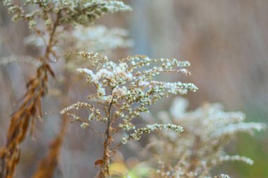 Güzel beyaz çimenler. kuru ot sapları.