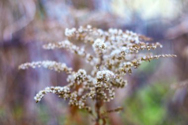 Güzel beyaz çimenler. kuru ot sapları.