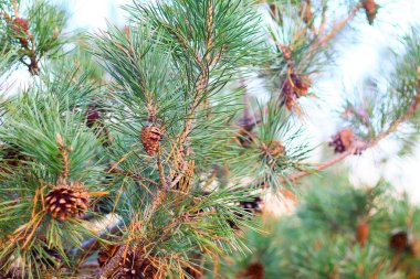 Bir sürü güzel koni. bir dalda çam kozalakları
