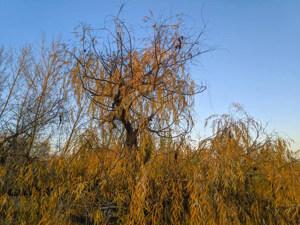 Beautiful Willow Branches Yellow Tree Fall — Stock Photo, Image