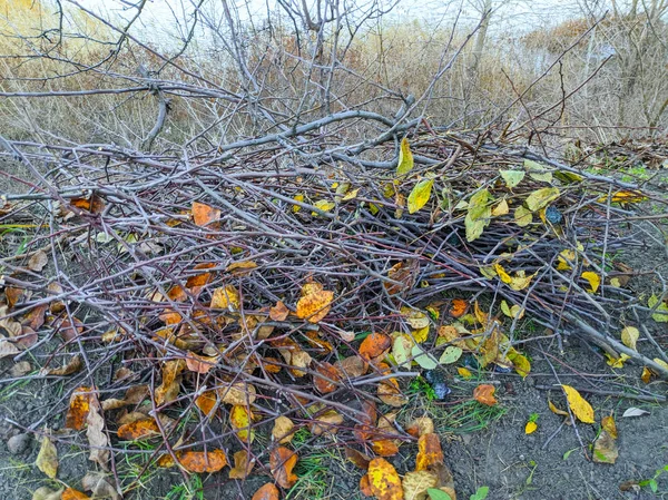 Bir Sürü Kuru Dal Kuru Dallar Sonbahar Yaprakları — Stok fotoğraf