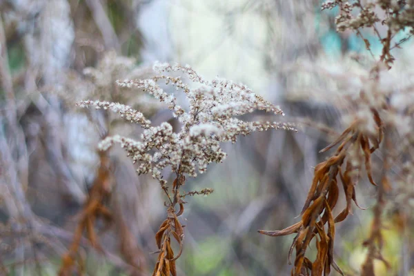 Belle Herbe Blanche Tiges Sèches Herbe — Photo