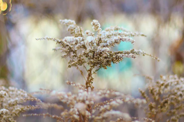 Beautiful White Grass Dry Stalks Grass — Stock Photo, Image