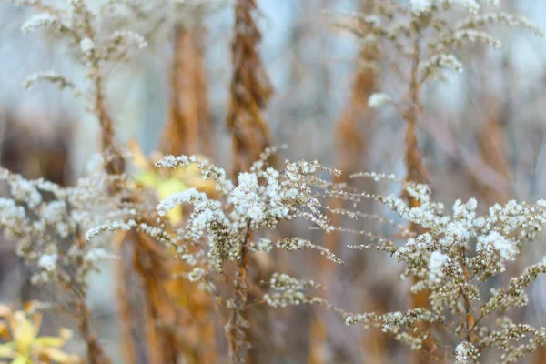 Piękna Biała Trawa Suche Łodygi Trawy — Zdjęcie stockowe