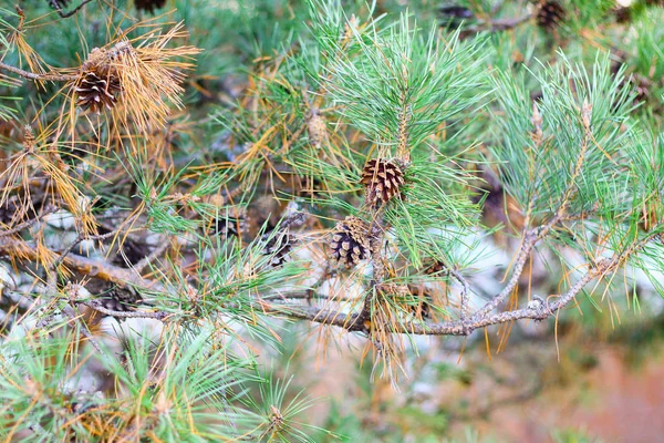 Many Beautiful Cones Pine Cones Branch — Stock Photo, Image