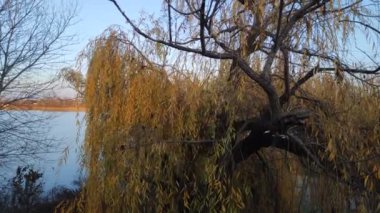 Güzel söğüt dalları. Sonbaharda sarı ağaç.