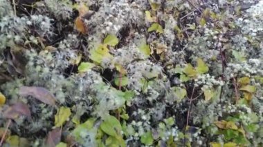 Güzel beyaz çimenler. kuru ot sapları.