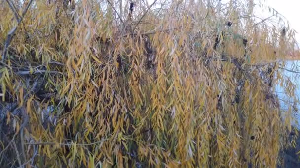 Красивые Ивовые Ветви Желтое Дерево Осенью — стоковое видео