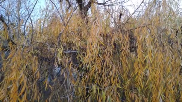 Belles Branches Saule Arbre Jaune Automne — Video