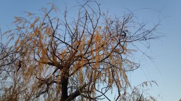 Mooie Wilgentakken Gele Boom Herfst — Stockvideo