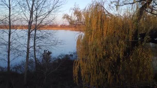 Mooie Wilgentakken Gele Boom Herfst — Stockvideo