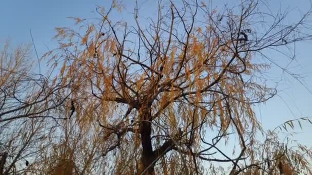 Belles Branches Saule Arbre Jaune Automne — Video