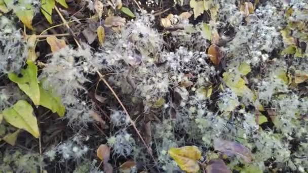 Красива Біла Трава Сухі Стебла Трави — стокове відео