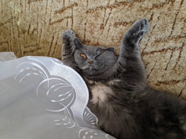 Kedi sırtüstü yatar. Kedi pençelerini kaldırdı. Gri İngiliz kedisi