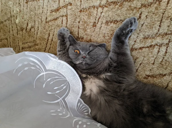 Cat Lies Its Back Cat Raised Its Paws Gray British — Stock Photo, Image