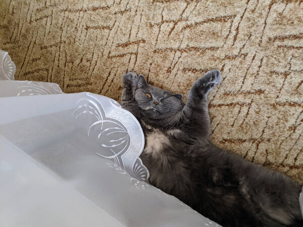 кошка лежит на спине. кошка подняла лапы. Серый британский кот
