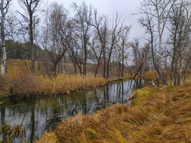 Nehirli sonbahar manzarası. Dar nehir.
