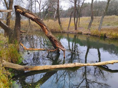Nehirli sonbahar manzarası. Dar nehir.