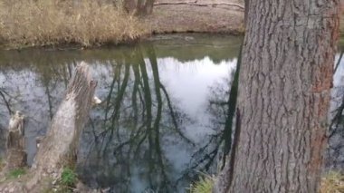 Dar bir nehri olan manzara. Sudaki yansıma. Nehir kıyısında.