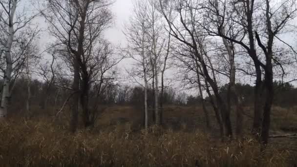 Paesaggio Con Fiume Stretto Riflessione Acqua Riva Del Fiume — Video Stock