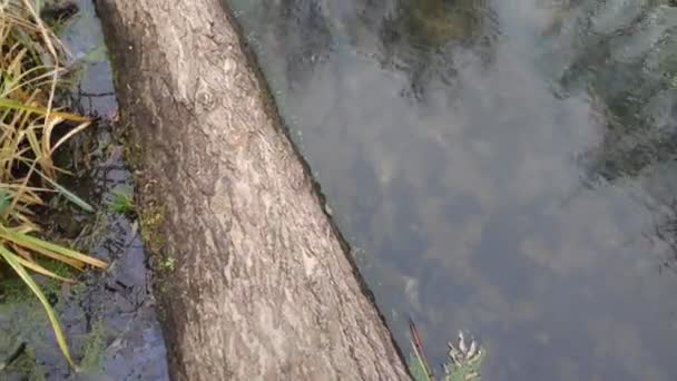 Paysage Avec Une Rivière Étroite Réflexion Dans Eau Rive Rivière — Video