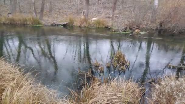 paysage avec une rivière étroite. réflexion dans l'eau. La rive de la rivière 