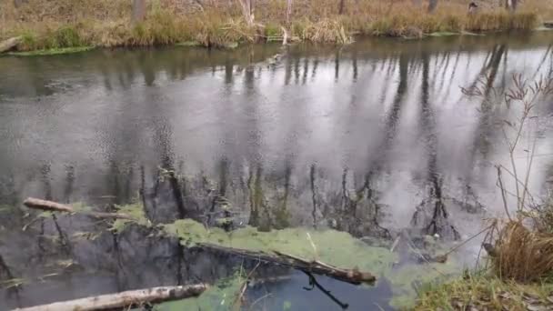 Paisaje Con Río Angosto Reflexión Agua Orilla Del Río — Vídeo de stock