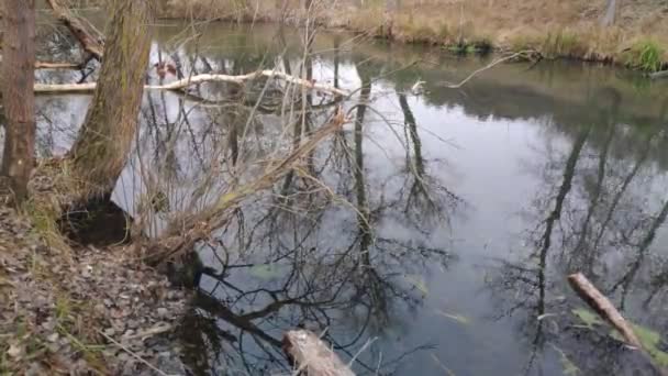 Landschap Met Een Smalle Rivier Reflectie Water Oever Van Rivier — Stockvideo
