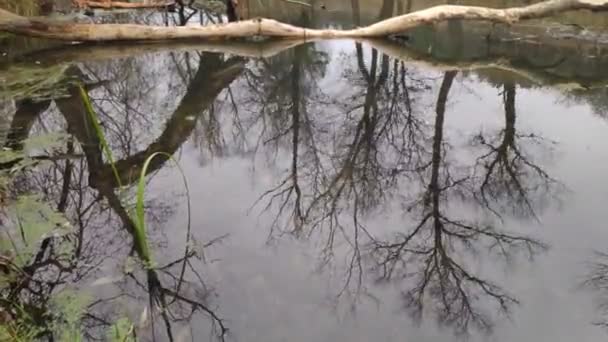 Landschaft Mit Einem Schmalen Fluss Reflexion Wasser Ufer Des Flusses — Stockvideo