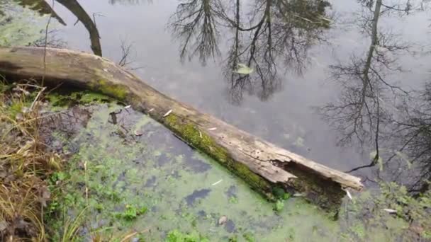 Paisaje Con Río Angosto Reflexión Agua Orilla Del Río — Vídeo de stock