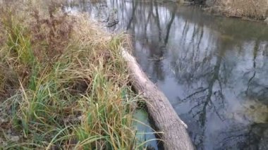 Dar bir nehri olan manzara. Sudaki yansıma. Nehir kıyısında.