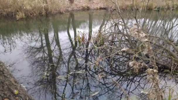 Krajobraz Wąską Rzeką Odbicie Wodzie Brzeg Rzeki — Wideo stockowe