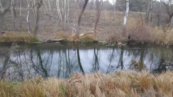 Paisaje Con Río Angosto Reflexión Agua Orilla Del Río — Vídeos de Stock