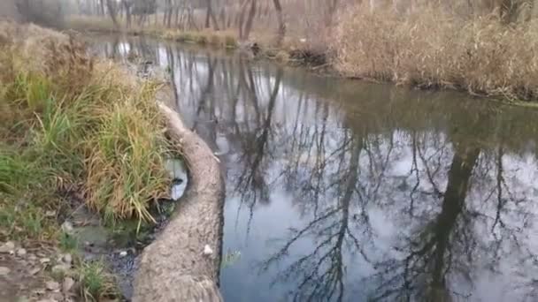 Paisaje Con Río Angosto Reflexión Agua Orilla Del Río — Vídeo de stock