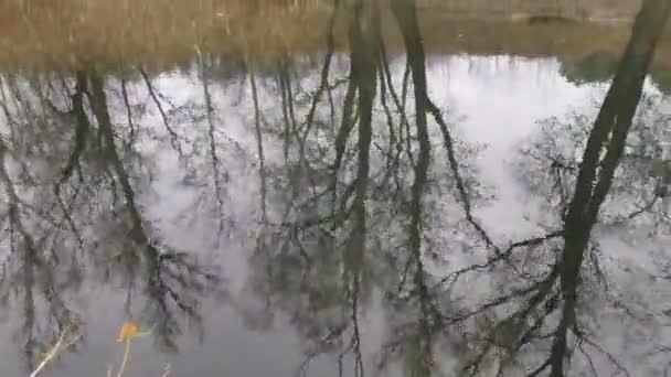 狭い川の風景 水の中の反射川の岸 — ストック動画