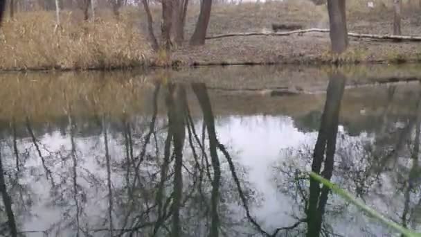 Paisagem Com Rio Estreito Reflexão Água Banco Rio — Vídeo de Stock