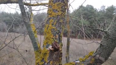 Ağaç dallarında yeşil yosun