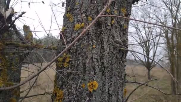 Groen Mos Boomtakken — Stockvideo