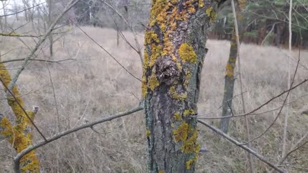 Musgo Verde Ramas Árboles — Vídeo de stock