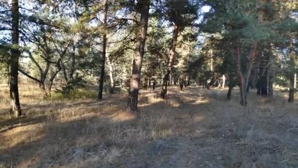 Paseo Por Bosque Pinos Bosque Otoño Día Soleado Bosque — Vídeos de Stock