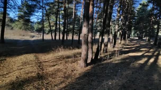 Ein Spaziergang Einem Kiefernwald Sonniger Tag Wald Hohe Kiefern Sonnenstrahlen — Stockvideo