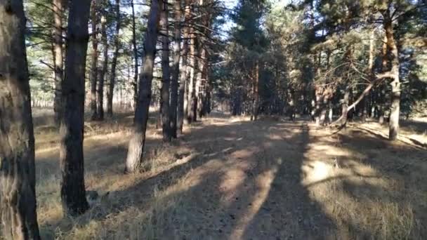 Ein Spaziergang Einem Kiefernwald Sonniger Tag Wald Hohe Kiefern Sonnenstrahlen — Stockvideo