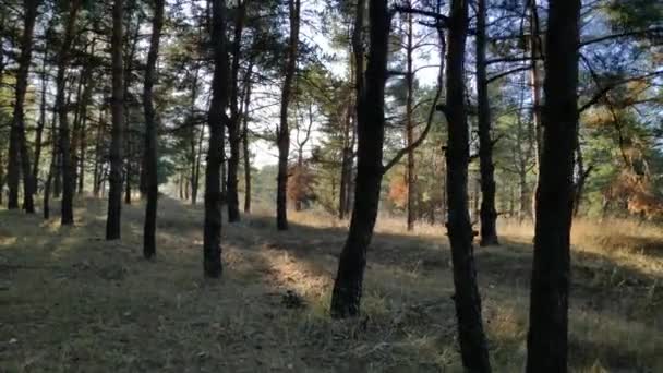 Een Wandeling Een Dennenbos Bos Herfst Zonnige Dag Het Bos — Stockvideo