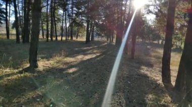 Çam ormanında bir yürüyüş. Ormanda güneşli bir gün. Uzun çamlar. Güneşin ışınları ağaçların arasından