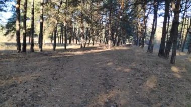 Çam ormanında bir yürüyüş. Ormanda güneşli bir gün. Uzun çamlar. Güneşin ışınları ağaçların arasından