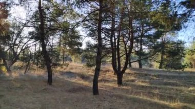 Çam ormanında bir yürüyüş. Sonbaharda orman. Ormanda güneşli bir gün
