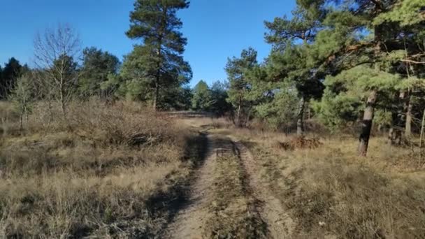 Une Promenade Dans Une Pinède Journée Ensoleillée Dans Forêt Grands — Video