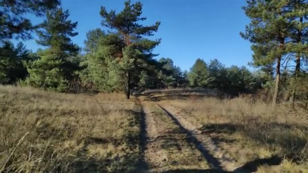 Procházka Borovém Lese Slunečný Den Lese Vysoké Borovice Paprsky Slunce — Stock video